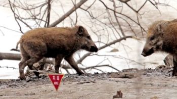 [영상구성] 멧돼지 가족의 위험한 봄나들이