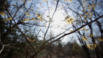 [영상구성] 또 다시 눈부시게 돌아온 봄