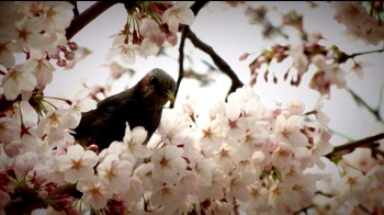 [영상구성] 가슴 설레는 '벚꽃에 물들다'