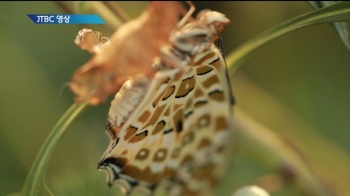 [영상구성] 잠에서 깨어난 나비