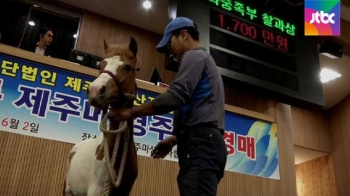 경주용 제주마 최초 경매…최고 낙찰가 8500만원까지