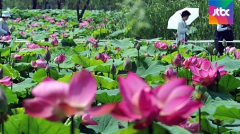 연꽃 향 가득…최초 인공 못 '궁남지' 열흘동안 축제