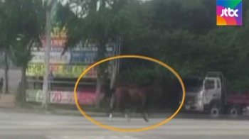 [뉴스브리핑] 대구 도로에 말 출현…20분 만에 잡혀