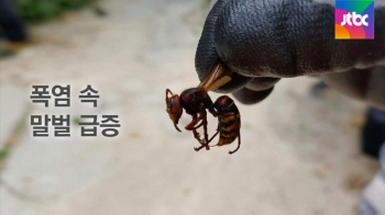 [오늘] 8월 18일…'폭염 속 말벌 급증'