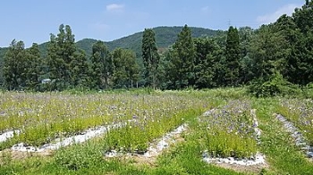 화성시, 우병우 수석 처가 소유농지 일부 '휴경' 확인