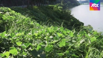 '식물계 황소개구리' 가시박 습격…4대강 생태계 교란