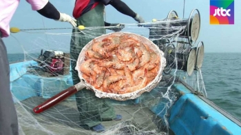 가을철 별미 선봉장 대하…홍성 남당항 대하축제 개막