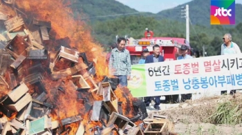 '토종벌 에이즈' 빠르게 퍼져…치료제도 없어 발 동동