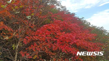 설악산, 올 첫 단풍 시작…절정은 2주 후