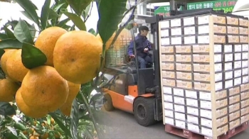 제주 감귤 첫 산지 전자경매…농가 유통비 절감 기대