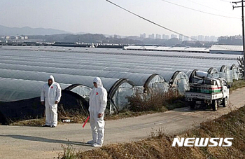 음성서 또 AI…충북 94농가 235만 마리 살처분