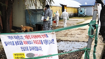 천안지역 잇단 AI 발생…산란계 90% 살처분