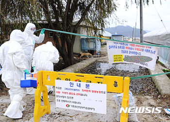 천안 35번째 'AI' 발생… 가금류 350만마리 살처분