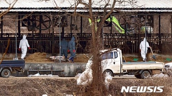 이번엔 한우…보은서 또 구제역 의심 신고