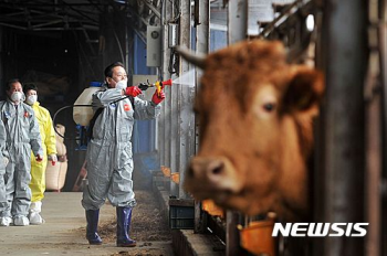 구제역 확산, 2월 말까지 방역이 관건