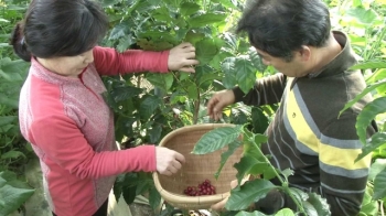 돈 되는 역발상…커피 원두는 직접 재배, 녹차는 '수출'