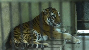 [밀착카메라] 남은 야생동물은…폐쇄 앞둔 동물원의 '고민'