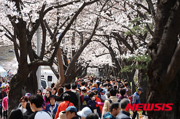 서울시내 봄꽃, 오늘부터 개화…예년보다 1~4일 빠를듯