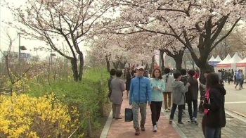 [날씨] 내일 서울 20도…벚꽃, 나들이 '손짓