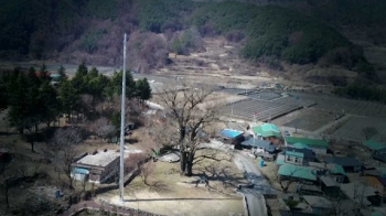 피뢰침 세우고 건물 철거까지…천년 노목 보호 '사활'