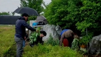 [국내 이모저모] “씨앗이 날아왔다“ 양귀비 재배한 70대