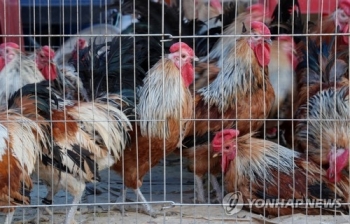 부산 기장군도 AI 양성 반응…전국 확산 '비상'