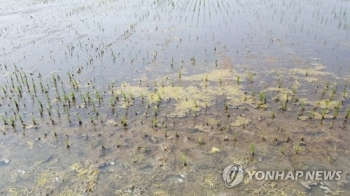 “30년 농사에 두번 모내기는 처음“…전남 가뭄에 염해까지 확산