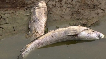 [뉴스브리핑] 말라버린 하천…물고기 수백마리 떼죽음