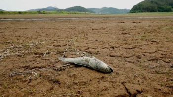 논물 대느라 바닥 드러낸 하천…해수욕장 개장도 연기