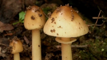 “산책로 야생버섯 먹지 마세요“…장마철 독버섯 주의보