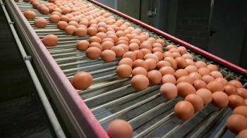 유럽, '살충제 계란' 유통에 몸살…닭 수백만 마리 살처분