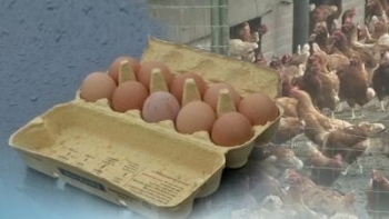 국산 계란서도 살충제 성분 검출…식품안전 '비상'