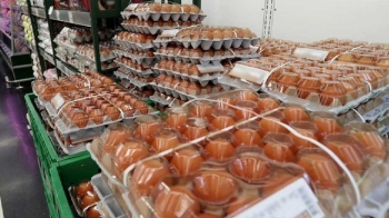 국내 달걀서도 '살충제 성분' 검출…전국서 출하 중단