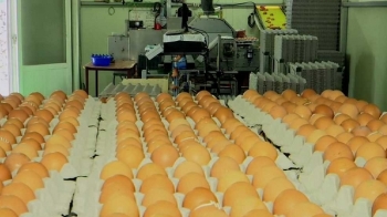 국내 밥상에도 '살충제 달걀' 파동…1400여 농가 전수조사