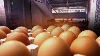 AI 이어 살충제 달걀까지…소비자 '불안' 닭농가 '쇼크'