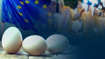 유럽선 달걀 가공제품서도 살충제 성분…닭고기도 조사