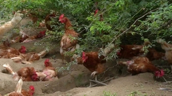 '한 뼘 닭장'서 탈출을…정부, 동물복지 농장 확대한다