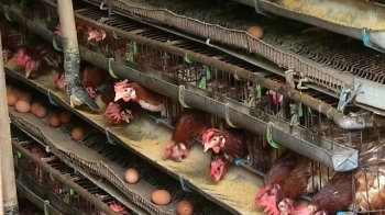친환경 달걀서 맹독성 물질 DDT 검출…커지는 불안감