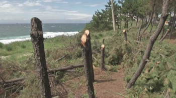 하루아침에 잘려나간 소나무들…호미곶 방풍림 위기