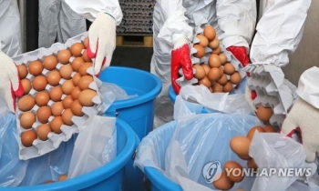 식약처, '살충제 계란' 451만개 압류·243만개 폐기