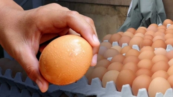 [단독] 미심쩍은 달걀들, 마트 할인행사 때 집중 투입