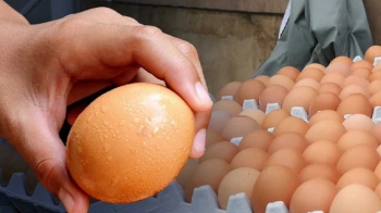 [단독] 난각코드 없는 계란들, 할인행사 때 집중 투입