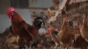[단독] 계란에 이어 닭에서도 DDT 검출…불안감 확산