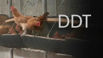 닭에서도 DDT, 3마리는 기준치 초과…대책 없는 정부