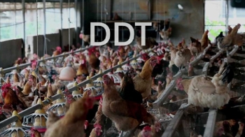 정부 '닭고기 DDT' 검사…전국 산란계 농장으로 확대