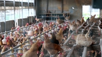 DDT 검출 산란계 농장 2곳 닭·계란 전량 폐기