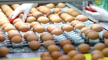 '합격 판정' 받은 달걀서 살충제 검출…정부 검사 도마 위