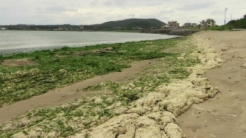 제주 해변 뒤덮은 구멍갈파래…악취에 파리떼까지