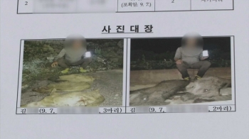 멧돼지 포상금 부정수령은 공공연한 비밀? 수사 착수