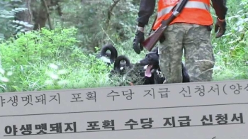 멧돼지 잡은 척 '포상금 부정 수령'…경찰 대대적 수사